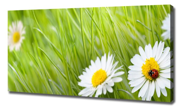 Tablou pe pânză canvas margarete
