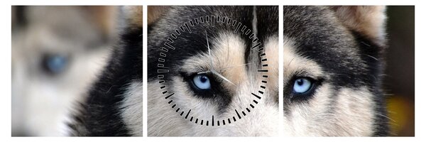Tablou cu câinele husky (cu ceas) (90x30 cm)