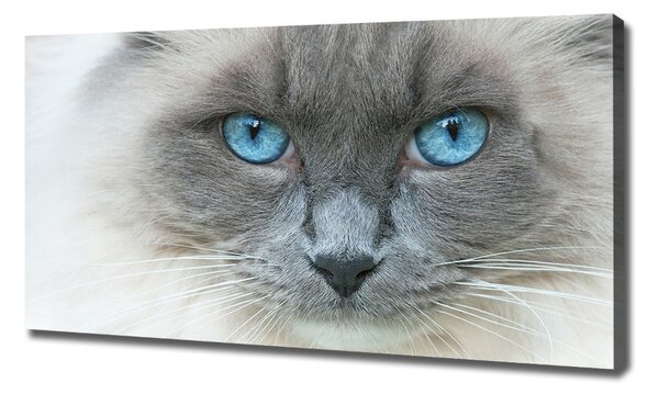 Imprimare tablou canvas Cat ochi albaștri