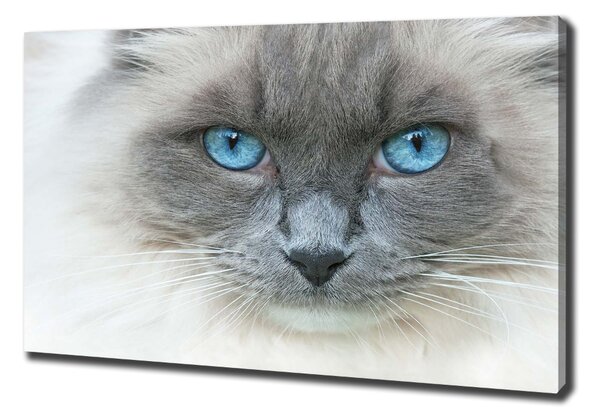 Imprimare tablou canvas Cat ochi albaștri
