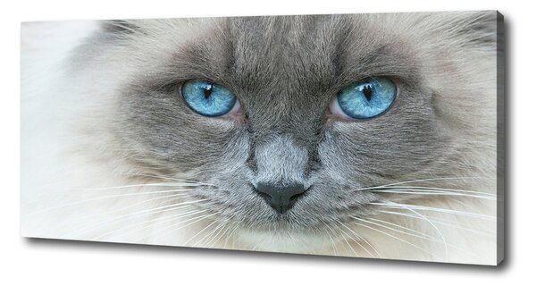 Imprimare tablou canvas Cat ochi albaștri