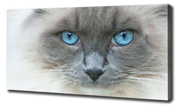 Imprimare tablou canvas Cat ochi albaștri