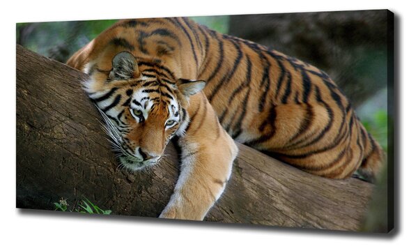 Tablou pe pânză canvas Tiger pe un copac