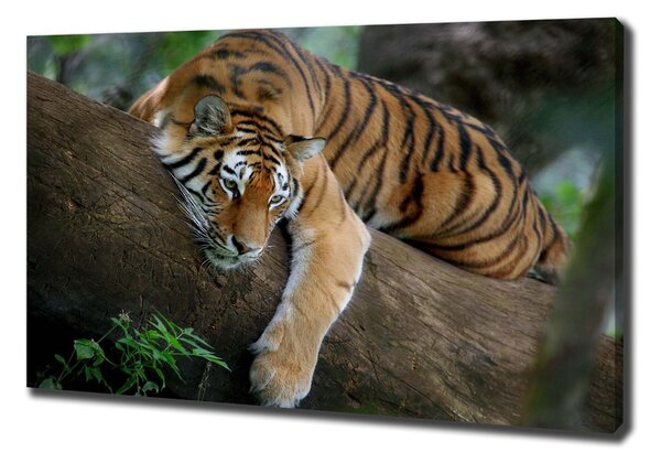 Tablou pe pânză canvas Tiger pe un copac