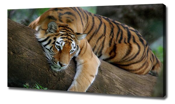 Tablou pe pânză canvas Tiger pe un copac