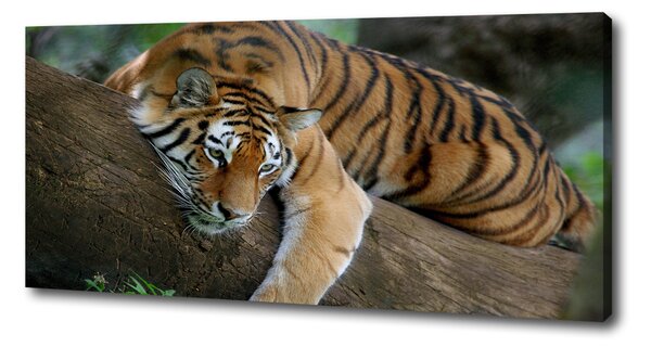 Tablou pe pânză canvas Tiger pe un copac