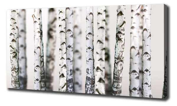Tablou canvas Trunchiuri de mesteacăn