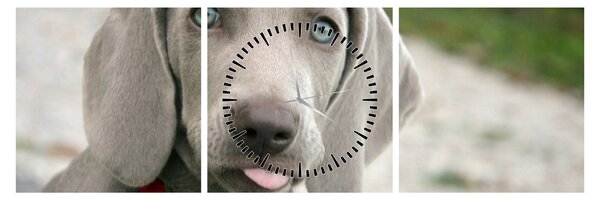 Tablou - cățeluș weimaraner (cu ceas) (90x30 cm)