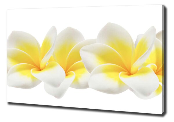 Print pe canvas plumeria