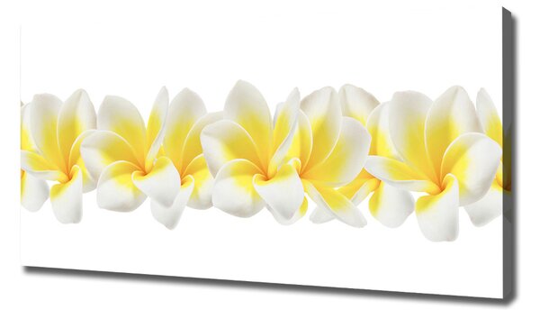 Print pe canvas plumeria