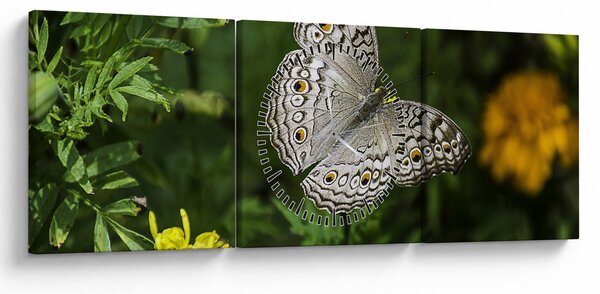 Tablou - fluture alb (cu ceas) (90x30 cm)