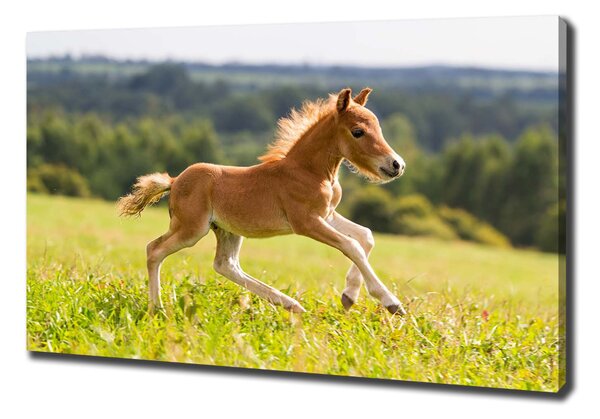 Print pe pânză Gallop mânz