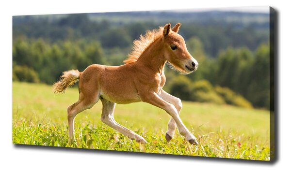 Print pe pânză Gallop mânz