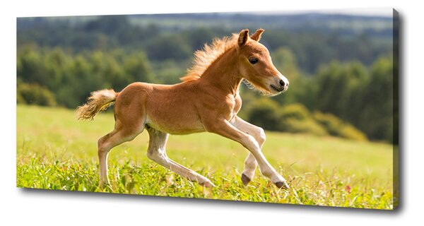 Print pe pânză Gallop mânz