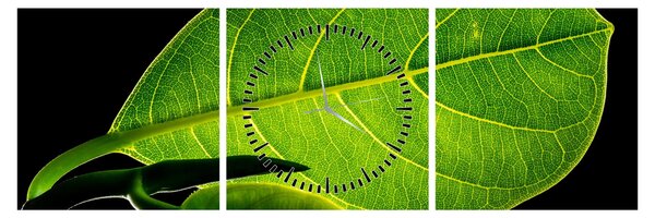 Tablou - frunză verde (cu ceas) (90x30 cm)