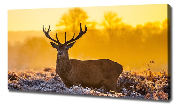 Tablouri tipărite pe pânză Sunrise Deer