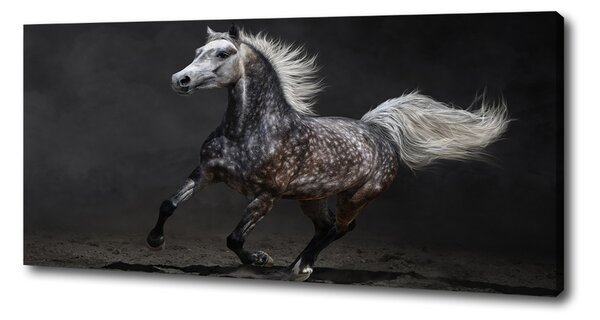 Tablou pe pânză cal arab Gray