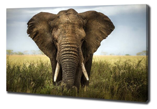 Pictură pe pânză Elephant pe savana