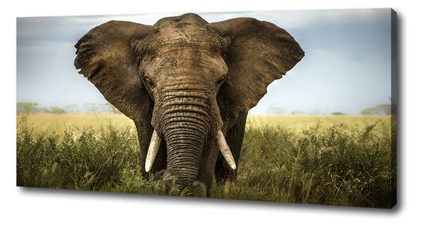 Pictură pe pânză Elephant pe savana