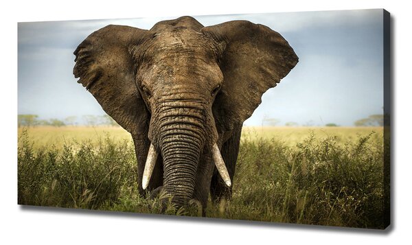 Pictură pe pânză Elephant pe savana