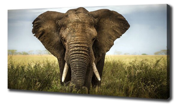 Pictură pe pânză Elephant pe savana