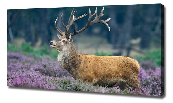 Tablouri tipărite pe pânză Deer de lavandă