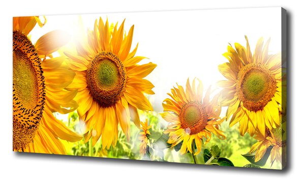 Tablou canvas Floarea soarelui