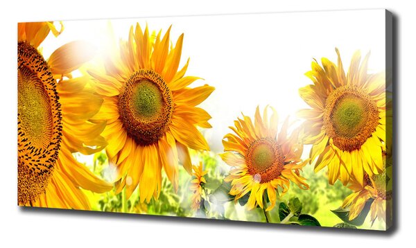Tablou canvas Floarea soarelui