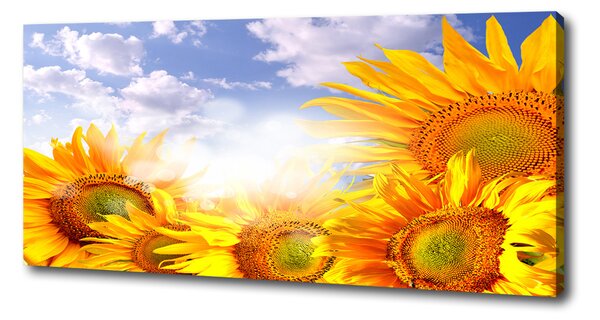 Tablou pe pânză canvas Floarea soarelui