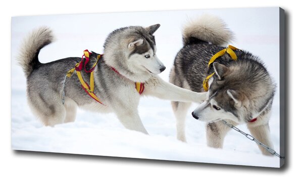 Tablou pe pânză iarna Husky