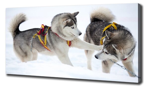 Tablou pe pânză iarna Husky