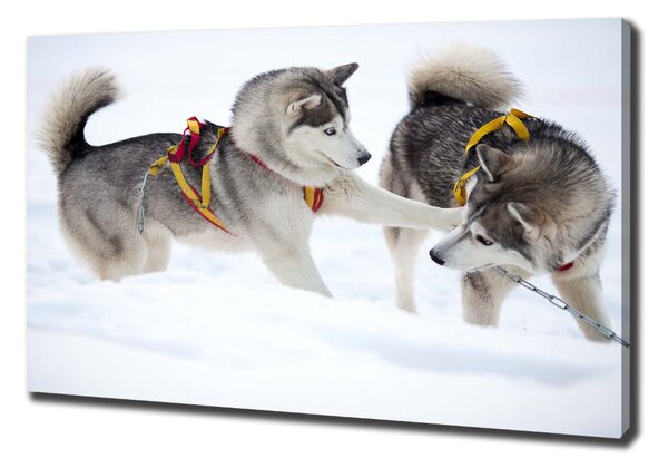 Tablou pe pânză iarna Husky