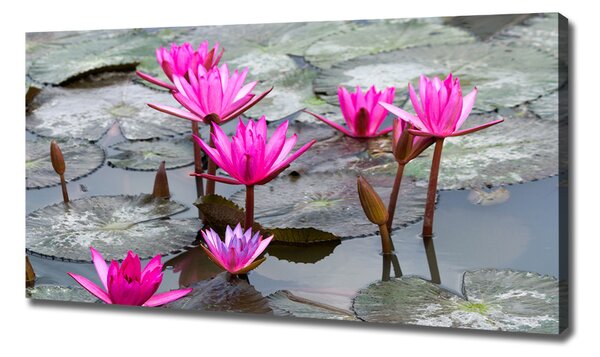 Tablou pe pânză canvas floare de lotus