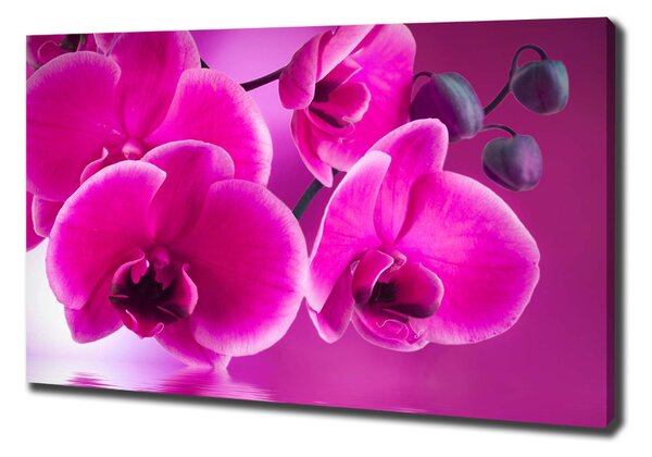 Tablou pe pânză canvas Orhidee
