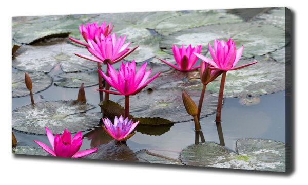 Tablou pe pânză canvas floare de lotus