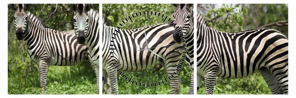 Tablou cu zebre (cu ceas) (90x30 cm)