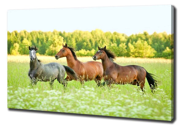 Tablou pe pânză canvas galopantă Cai