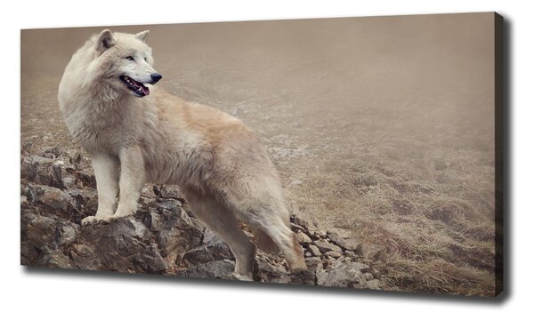 Tablou canvas lup alb pe stâncă