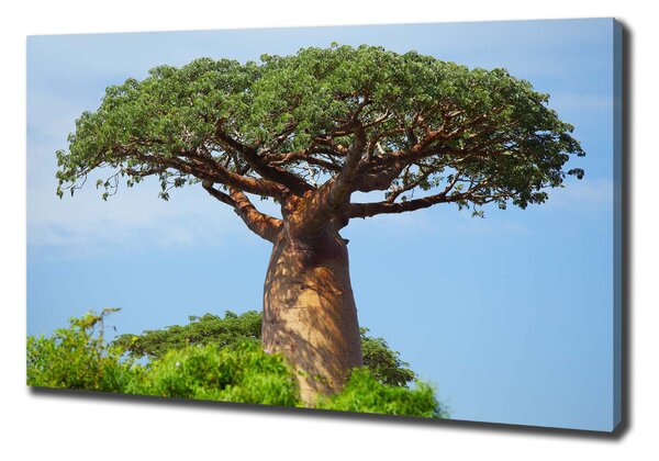 Tablou canvas Baobab