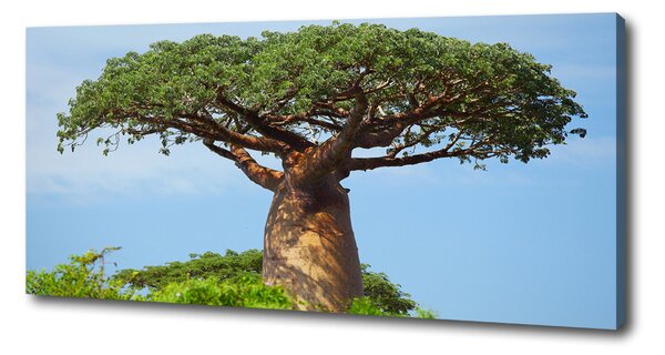 Tablou canvas Baobab