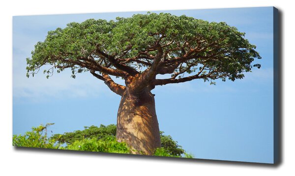 Tablou canvas Baobab