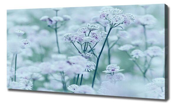 Print pe pânză Astrantia majore