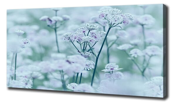 Print pe pânză Astrantia majore