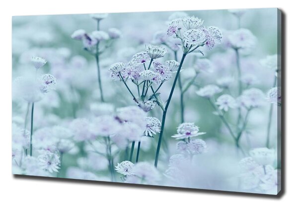 Print pe pânză Astrantia majore