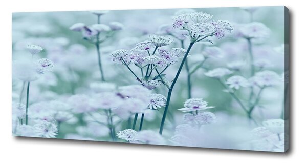 Print pe pânză Astrantia majore