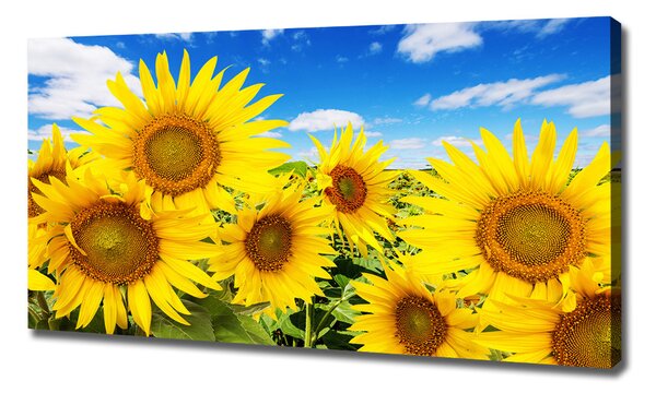 Print pe pânză Floarea soarelui