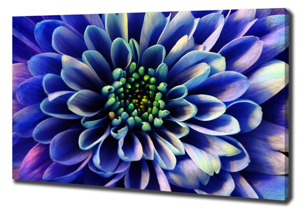 Tablou canvas Aster