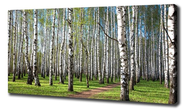Print pe canvas pădurea de mesteacăn