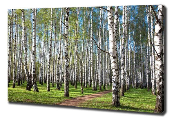 Print pe canvas pădurea de mesteacăn