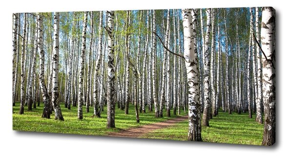 Print pe canvas pădurea de mesteacăn